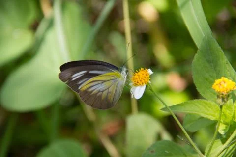 A butterfly Stock Photos