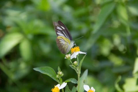 A butterfly Stock Photos