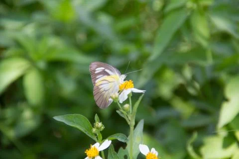 A butterfly Stock Photos