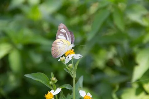 A butterfly Stock Photos