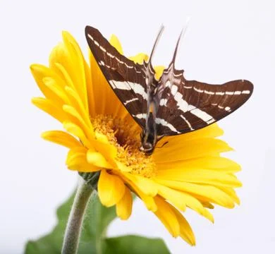 Butterfly Stock Photos
