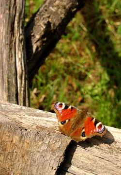 Butterfly. Stock Photos