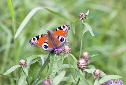 Butterfly Stock Photos