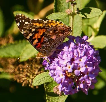 Butterfly 库存照片