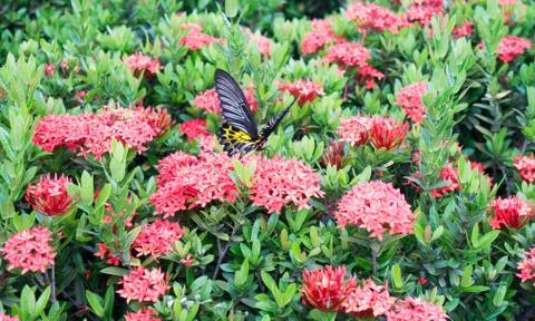 Butterfly Stock Photos