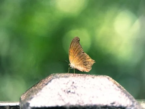 Butterfly Stock Photos