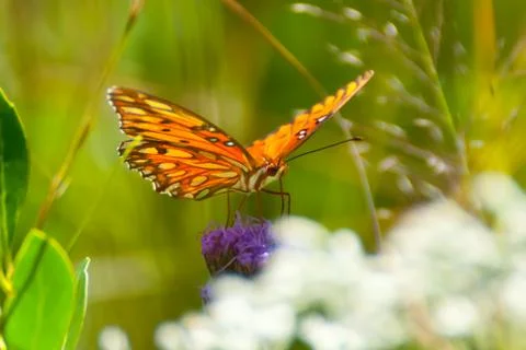 Butterfly Stock Photos