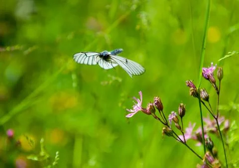 Butterfly Stock Photos