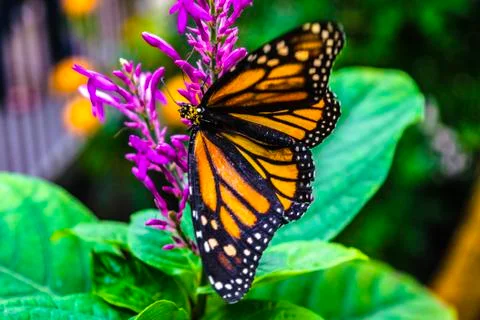 Butterfly Фото