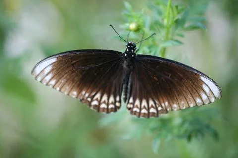 Butterfly Stock Photos