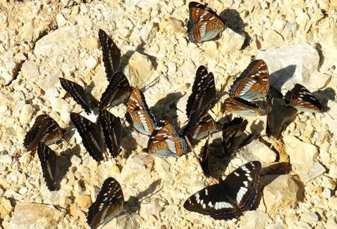 Butterfly Stock Photos