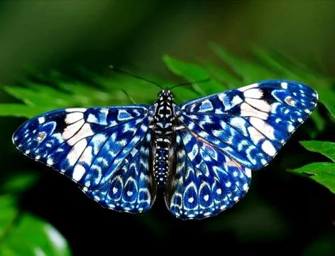Butterfly Stock Photos