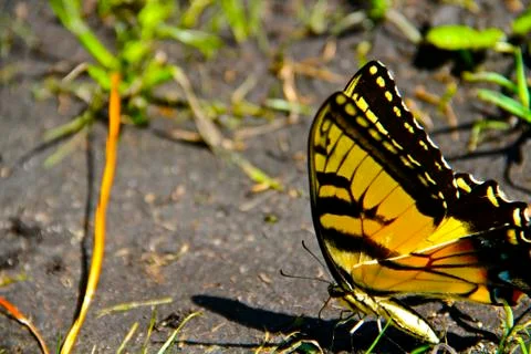 Butterfly Stock Photos