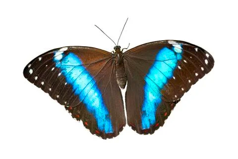 Butterfly Stock Photos