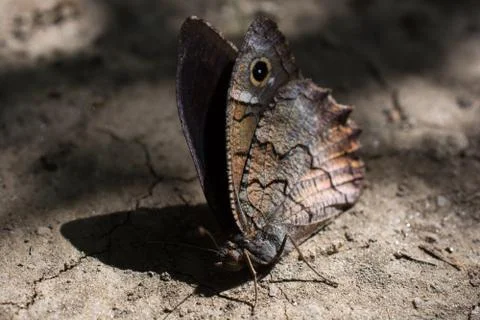 Butterfly Stock Photos