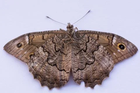 Butterfly Stock Photos