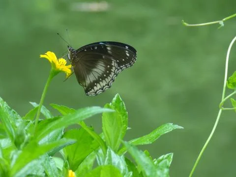 Butterfly Stock Photos