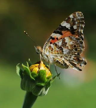 Butterfly Stock Photos