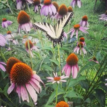 Butterfly Foto stock