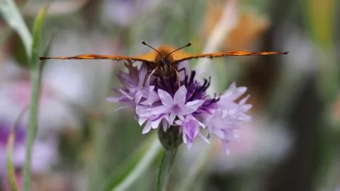 Butterfly Stock Photos