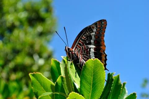 Butterfly Stock Photos