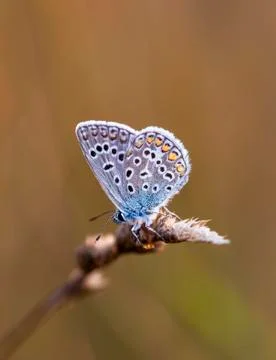 Butterfly Stock Photos