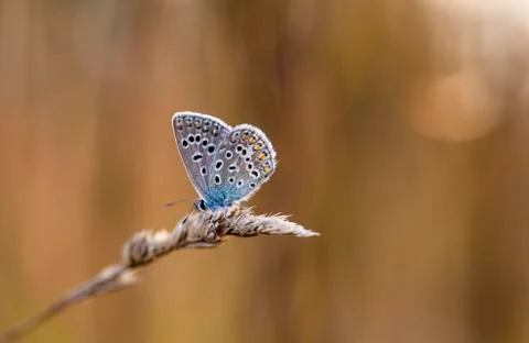 Butterfly Stock Photos