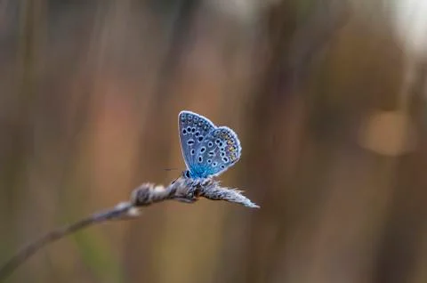 Butterfly Stock Photos