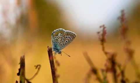 Butterfly Stock Photos