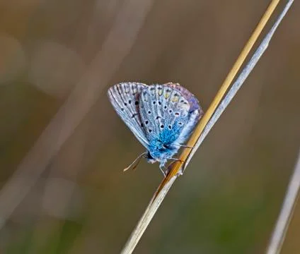Butterfly Stock Photos