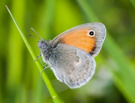 Butterfly Stock Photos