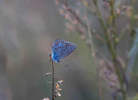 Butterfly Stock Photos