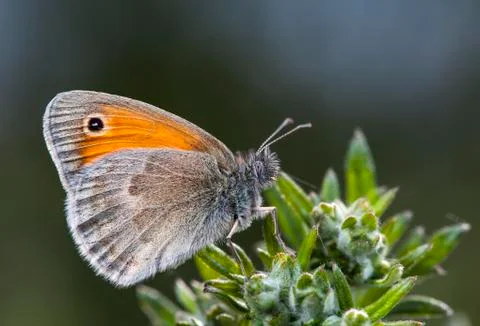 Butterfly Foto stock