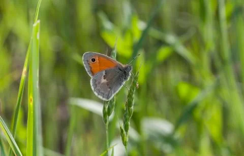 Butterfly Stock Photos