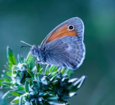 Butterfly Stock Photos