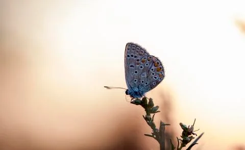 Butterfly Stock Photos