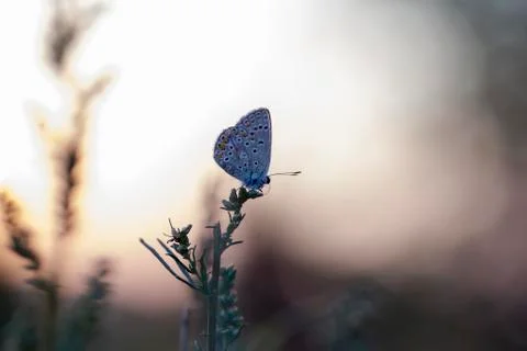 Butterfly Stock Photos
