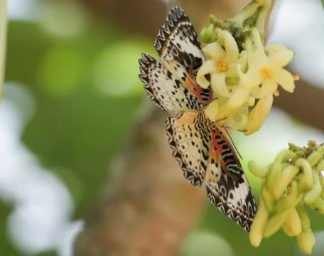 Butterfly Stock Photos