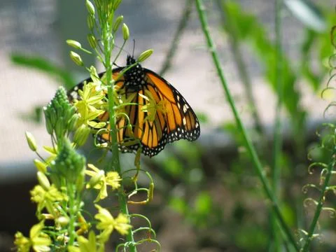 Butterfly Stock Photos