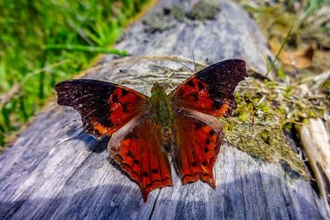 Butterfly Stock Photos