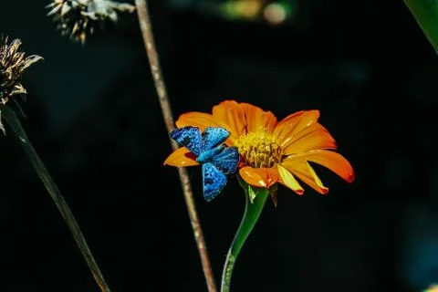 Butterfly Stock Photos