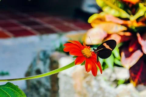 Butterfly Stock Photos