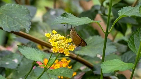 Butterfly Stock Photos