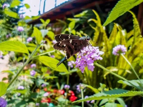 Butterfly Stock Photos