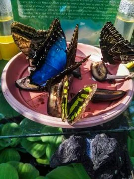 Butterfly Stock Photos