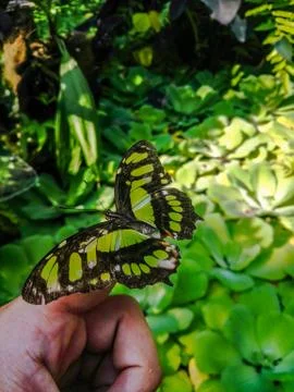 Butterfly Stock Photos