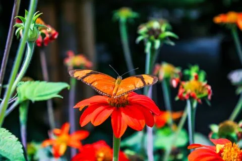 Butterfly Stock Photos