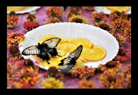 Butterfly Stock Photos