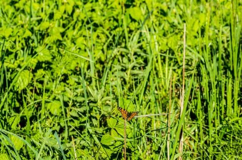 Butterfly Stock Photos