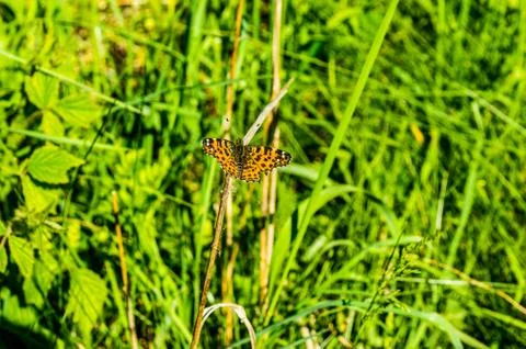 Butterfly Foto stock